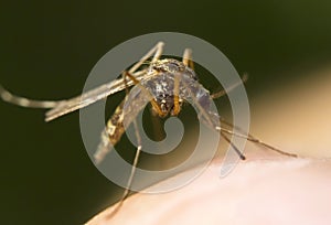 A mosquito on a human skin sucking blood