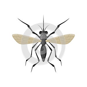 Mosquito icon isolated on white background