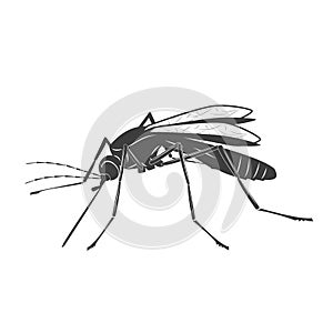 Mosquito illustration on white background