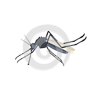 Mosquito. Insect mosquito, vector illustration