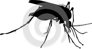 Mosquito insect silhouette