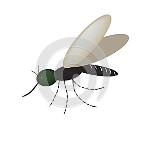 Mosquito. Insect sucking blood. Vector illustration on isolated background.