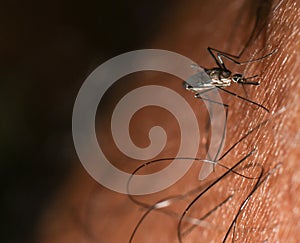 Mosquito insect sucking human blood