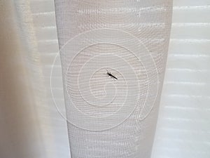 Mosquito insect on white cloth fabric or curtain