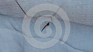 Mosquito inside the tent. Blood-sucking insects.