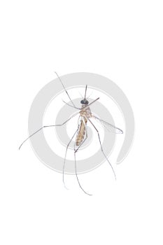 Mosquito isolated