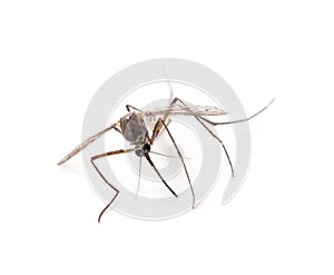 Mosquito isolated on white