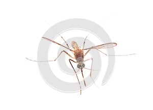 Mosquito isolated on white background