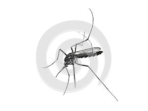 Mosquito isolated on white background. Anopheles mosquito, Aedes mosquito, dangerous vehicle of infection photo