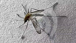 Mosquito isolated on white paper background Aedes aegypti Mosquito. Close up a dangerous Mosquito creating dangerous disease such