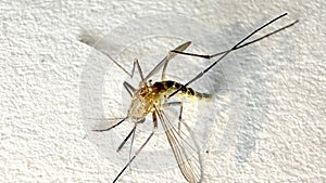 Mosquito isolated on white paper background Aedes aegypti Mosquito. Close up a Mosquito malaria