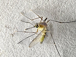 Mosquito isolated on white paper background Aedes aegypti Mosquito. Close up a Mosquito malaria