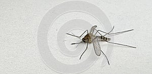 Mosquito isolated on white paper background Aedes aegypti Mosquito. Close up a Mosquito malaria