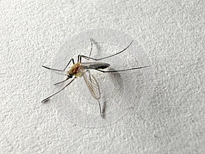 Mosquito isolated on white paper background Aedes aegypti Mosquito. Close up a Mosquito malaria