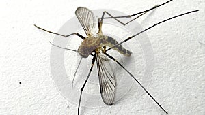 Mosquito isolated on white paper background Aedes aegypti Mosquito. Close up a Mosquito malaria