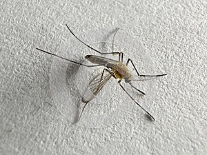 Mosquito isolated on white paper background Aedes aegypti Mosquito. Close up a Mosquito malaria