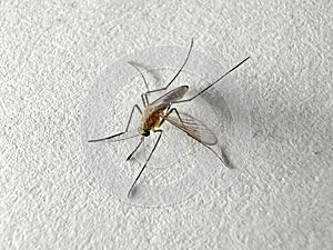 Mosquito isolated on white paper background Aedes aegypti Mosquito. Close up a Mosquito malaria