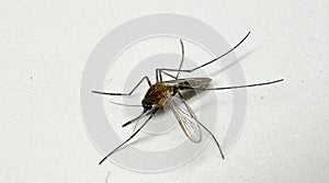 Mosquito isolated on white paper background Aedes aegypti Mosquito. Close up a Mosquito malaria