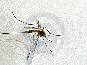 Mosquito isolated on white paper background Aedes aegypti Mosquito. Close up a Mosquito malaria