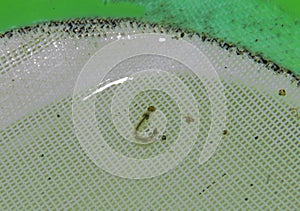 Mosquito Larva Macro Shot in Water photo
