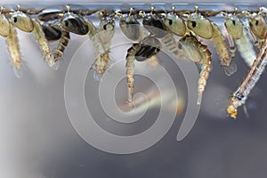 Mosquito Larva in the order Diptera, Anopheles sp.