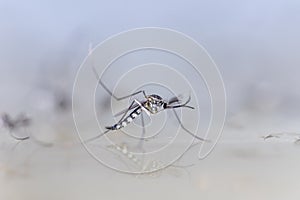 Anopheles sp. Mosquito Larva in the water for education. photo