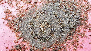 Mosquito larva in sewage