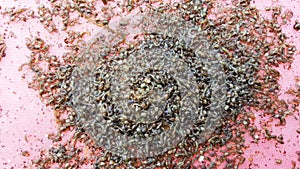 Mosquito larva in sewage