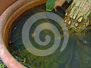 Mosquito larvae inside a potted plant fill with stagnant water