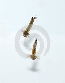 Mosquito larvae under water surface breathing