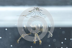 Mosquito larvae in underwater.