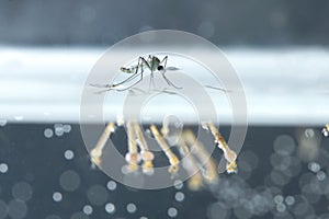 Mosquito larvae in underwater.