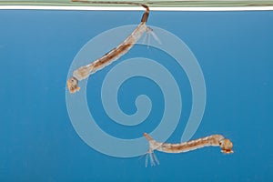 Mosquito larvae in the water - small animal that causes tropical diseases