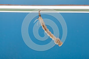 Mosquito larvae in the water - small animal that causes tropical diseases