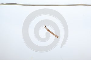 Mosquito larvae in the water - small animal that causes tropical diseases on white background