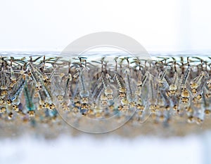 Mosquito larvae in water on white background.