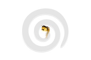 Mosquito Larvae in water