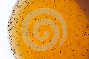 Mosquito larvas in the water