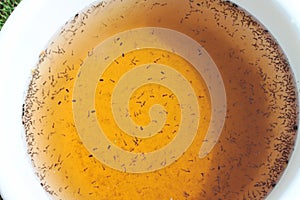 Mosquito larvas in the water