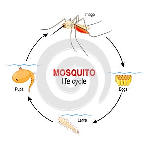 Mosquito life cycle. four stages: Egg, Larva, Pupa and adult insect photo