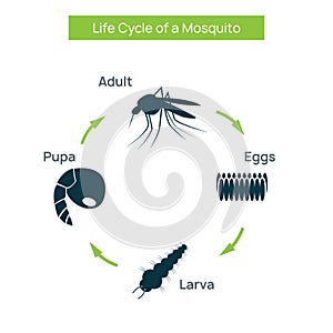 Mosquito life cycle insect. Water breeding egg vector larva aedes