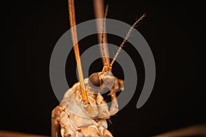 Mosquito with long legs Crane fly macro closeup