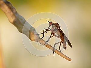Mosquito with a long nose