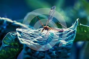 Mosquito in macro on green leaf.