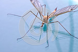 Mosquito macro isolated on glass