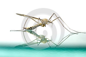 Mosquito macro isolated on glass