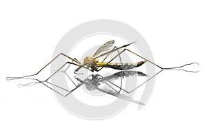 Mosquito macro isolated on white