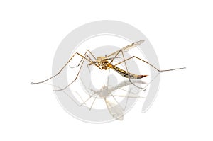 Mosquito macro isolated on white