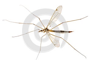 Mosquito macro isolated on white