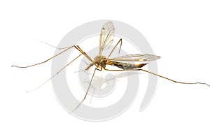 Mosquito macro isolated on white